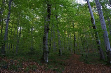 Yedigoller Milli Parkı, Bolu, Türkiye