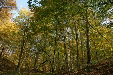 Yedigoller Milli Parkı, Bolu, Türkiye