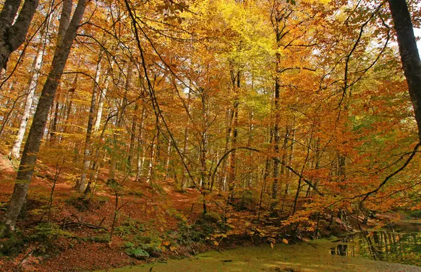 Yedigoller Milli Parkı, Bolu, Türkiye