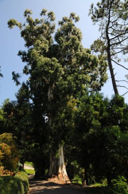 Batumi, Georgia 'daki Botanik Parkı