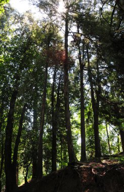 Batumi, Georgia 'daki Botanik Parkı