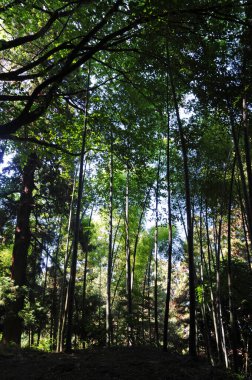 Batumi, Georgia 'daki Botanik Parkı