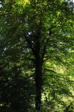 Batumi, Georgia 'daki Botanik Parkı