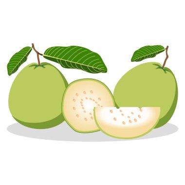 Yapraklı guava meyvesi, basit bir çizim tasarımı.