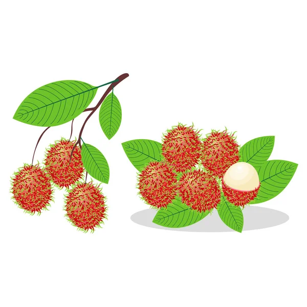 Namngiven Rambutan Frukt Med Blad Enkel Illustration Design — Stock vektor