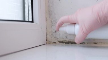 Kadın pencere pervazında büyüyen siyah mantarı süngerle temizliyor. Dampness problemi konsepti. Penceredeki buğulanma.