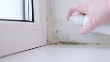 Woman washes white walls in an apartment in gloves. She cleans wall of black mold. damp room. There are cleaning products nearby. Concept of cleaning apartment.