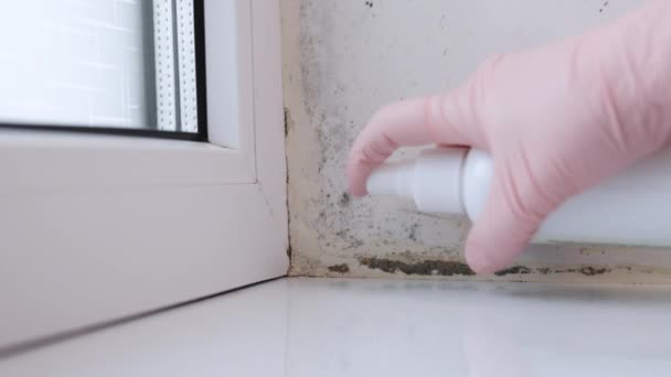 Woman Cleaning Black Mold Fungus Growing Windowsill Sponge Dampness Problem — Stock videók