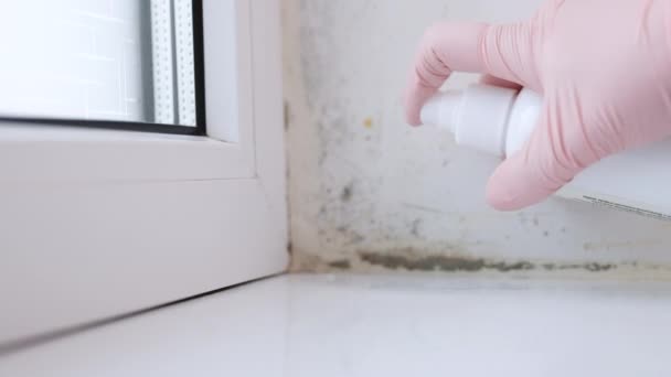 Mujer Lava Paredes Blancas Apartamento Con Guantes Limpia Pared Moho — Vídeos de Stock