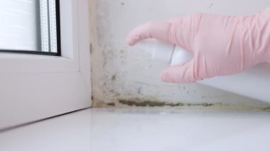 Küf içeride büyüyor. Siyah küf temizleme şirketi. Önleme ve Temizlik Kimyasalları. Küf sorunlarını ortadan kaldırıyorum. Kadın evdeki duvarda büyüyen bir sürü siyah mantar temizliyor..