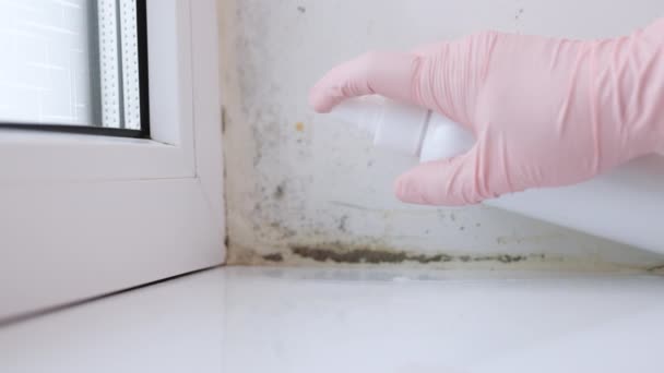 Mold Growing Indoors Black Mold Removal Service Company Prevention Cleaning — Vídeos de Stock