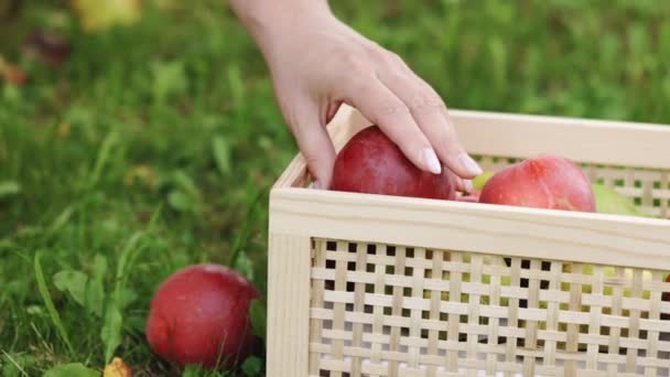 Çiftçi Kadın Incelenmesi Için Tahta Kutudan Düşen Elmaları Topluyor Sıfır — Stok video