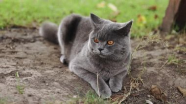 Turuncu gözlü kedi çimlerin üzerinde yatıyor. Gri İskoç heteroseksüel kedi dinleniyor ve sıkıcı. Gri tekir kedi portresi. Sevimli evcil hayvan..