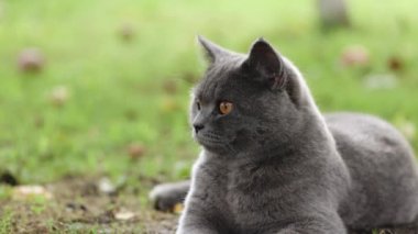 Gri İskoç kedisi. Gri tekir kedi portresi. Sevimli evcil hayvan. Büyük sarı gözlü, şişman, gri bir İngiliz kedisi. İskoç kedisinin obezitesi.