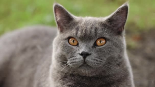 Szkocki Kot Patrzący Kamerę Portret Szarego Kota Słodkie Zwierzę Domowe — Wideo stockowe