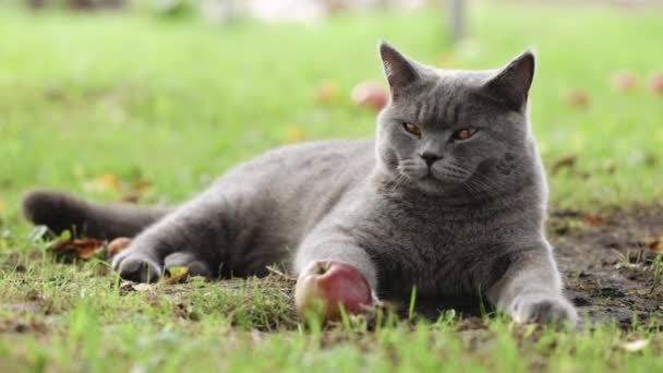 Fet Grå Brittisk Katt Med Stora Gula Ögon Ligger Gräs — Stockvideo