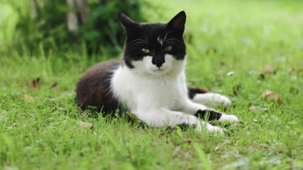 夏の庭に芝生に横たわるかわいい白と灰色の猫 市立公園の草の上に横たわっているかわいい子猫 若い怠惰な猫はカメラを覗いて彼女の背中に横たわっています — ストック動画