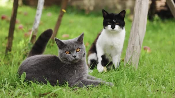 Kediler Yere Uzanıp Güneşin Gölgenin Tadını Çıkarıyorlar Çimenlikteki Kediler Kedi — Stok video