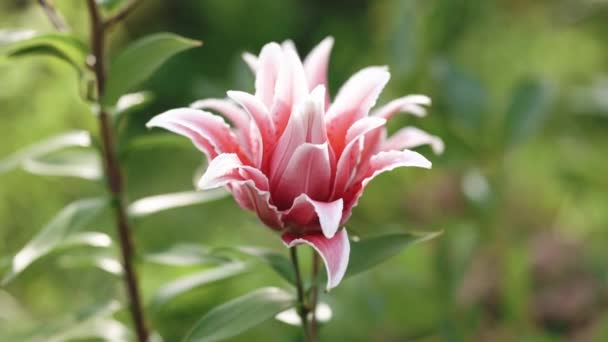 Zbliżenie Różowych Kwiatów Lilii Kwitnących Ogrodzie Duży Różowy Kwiat Lilii — Wideo stockowe