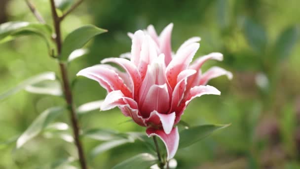 Kwitnące Kolorowe Orientalne Kwiaty Lily Pachnące Lily Duży Różowy Kwiat — Wideo stockowe
