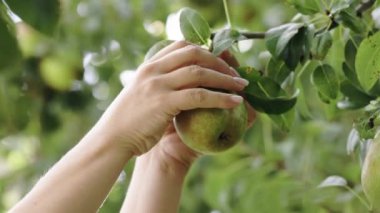 El 'in ağaçtan armut topladığı yakın plan. Kadın elinde olgun sulu bir armut tutuyor. Dişi el organik bir çiftlikteki hasat sırasında ağaçtaki meyveye dokunur. Sağlıklı beslenme kavramı.