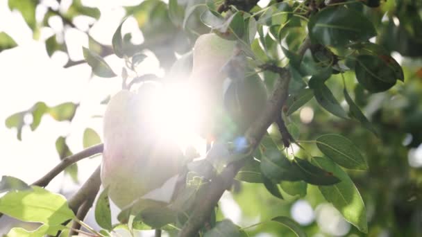 Sulu Armutlar Güneşin Altında Olgunlaşır Bahçıvanlık Organik Meyveler Tarım Konsepti Stok Çekim 