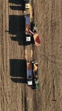 İki traktörün dikey videosu hasat edilmiş ürünleri depoya taşımak için bir nakliye makinesine koydu. Hasat Uzmanı Toplanan Mısırı Karavana Boşaltıyor.