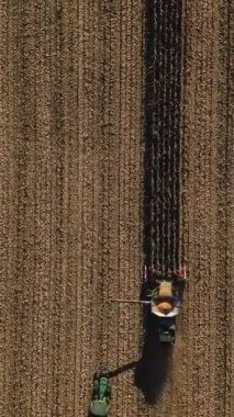 Combine Harvester 'ın mısır hasadının dikey videosu. Kamyonda mısır taneleri dökülüyor, hasatçıları birleştiriyor. Taze hasat edilen mısırı nakil için traktör römorkuna nakleden hasatçıları birleştirin