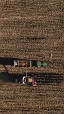 Combine Harvester 'ın mısır hasadının dikey videosu. Hasat edilen mısır bir kamyona naklediliyor. Taze hasat edilen mısırı nakil için traktör römorkuna nakleden hasatçıları birleştirin