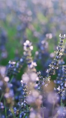 Tatlı kokulu lavanta çiçeğinin dikey format videosu. Büyüyen Lavanta Çiçekleri tarlasında çalışan bal arısı. Bir tarlada çiçek açan mor kokulu lavanta çiçekleri..
