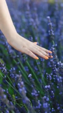 El adlı genç kadının dikey videosu yaz günbatımında lavanta çiçeklerine nazikçe dokunuyor. Büyük lavanta çiçeklerinin açtığı tarlanın manzarası. Güneş ışınları mor bitkilerdir. Aromaterapi.