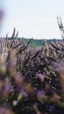 Rüzgarda sallanan çiçeklerin dikey format videosu. Valensole platosunda Lavanta sezonu, Provence, Güney Fransa, Avrupa. Sakin Sinema Doğası Arkaplanı. Yavaş Hareket 100 Fps.