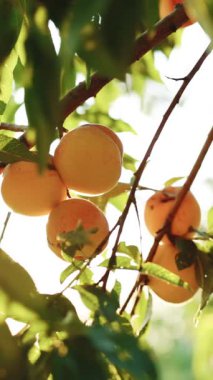 Sunlight 'ta Şeftali Meyvesi' nin dikey videosu. Şeftali, meyve bahçesindeki bir dala asılı. Meyve toplama mevsimi. Ağacın üzerinde büyük sulu şeftaliler. Muhteşem bir meyve bahçesi. Meyveler güneşte olgunlaşır. Sağlıklı yemek..