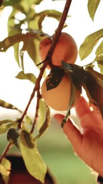 Erkeğin dikey videosu olgun şeftalileri topluyor. Meyveler güneşte olgunlaşır. Şeftali meyve bahçesinde sallanıyor. Meyve toplama mevsimi. Meyve şeftali bahçesi. Erkek eli, güneşli bir günde taze şeftali meyvesi tutar..