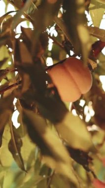 Fruit şeftali bahçesinin dikey videosu. Erkek, olgun şeftali toplar. Meyveler güneşte olgunlaşır. Şeftali meyve bahçesinde sallanıyor. Meyve toplama mevsimi. Erkek eli, güneşli bir günde taze şeftali meyvesi tutar..
