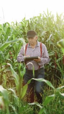 Çiftçi 'nin dikey videosu tarlada yürüyen mısırları inceliyor. Taze yeşil mısır tarlası. Erkeklerin elindeki dijital tablet. Tarlada hasat işindeyim. Tarım kavramı.