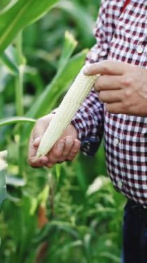 Çiftçiler Mısır Tarlasında Çalışıyor 'un dikey videosu. Tarım Mısır Çiftliği Hasadı. Mısır yetişiyor. Ekolojik Çiftçi, Organik Bahçecilik, Gıda ve Ürün Üretimi, Organik Tarım, Tarım Alanı.