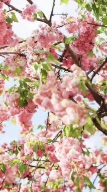 Dikey Biçimli Kiraz Çiçeği, Sakura Çiçeği, Çiçek açmış kiraz ağacı videosu. Baharda bir Japon bahçesinde Kiraz Çiçeği Blossoms veya Sakura Çiçekleri. Güneş ışığı gökyüzünde Sakura.