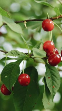 Açık mavi gökyüzünün arka planındaki kiraz ağacı dalında kırmızı kirazların dikey format videosu. Olgun organik kiraz toplama. Ağaçta kırmızı kiraz meyveleri.