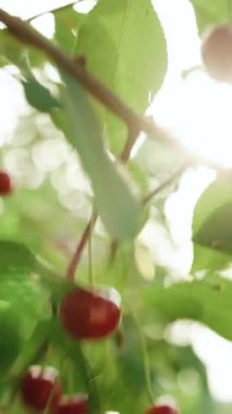 Kiraz ağacının dikey videosu meyve bahçesinden olgun kirazları topluyor. Kiraz ağacından meyve toplayan kadın organik, lezzetli tarım dalından meyve topluyor. Taze kırmızı ağaç parlak vitaminler