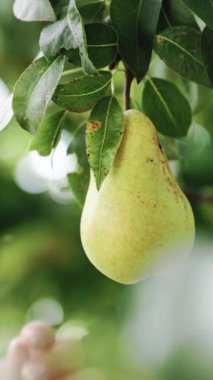 Kadın hasadının olgunlaşmış meyvelerinin dikey videosu, ağaçlı yeşil bahçede armutlar. Kadın armut topladı. Kadın eli olgun armut topluyor. Ekin meyveleri, yaz bahçesinde armut toplama. Eko, tarım ürünleri.