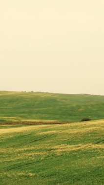 Sarı Çiçek Açan Tecavüz Tohumu Kanola Tarım Alanının Dikey Biçimli Videosu. Baharda Güzel Çiçek açan Tecavüz Tohumu Mavi Gökyüzü. Kanola 'da Sarı Tecavüz Çiçekleri. Canola Tecavüz Ekin Tarlası