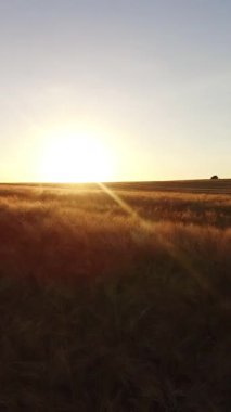 Altın buğday tarlasının dikey videosu. Çiftçilik, tarım çiftliği. Kulaklar buğday tarlası gökyüzü çiftliği, ılık güneş altında arpa tarlası, gün batımında buğday tarlası, tarım sektörü kavramları