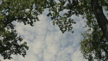 Sabit çekim Güneş Işığı Ağaçların Arasında Bulutlu Gökyüzü