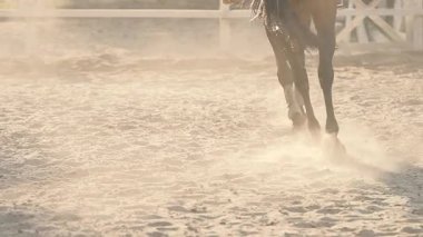 At yelesi. At siluet. Zarif at. Yaz ormanda binme