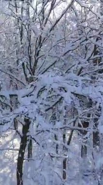 Kar Altında Kış Ormanı 'nın dikey format videosu. Karlı çam ağaçları ve kar yığınlarıyla kış ormanlarında İHA Uçuşu. Kış kutup atmosferi
