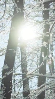 Kış Ormanı 'nın dikey format videosu kalın kar katmanlı cadıyı sindirdi. Noel atmosferi. Sihirli kış bakışı. Sabah soğuğu. Kış ağaçlarının arasından güneş ışığı
