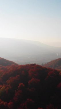 Güneşli bir günde yaprakları dönen çarpıcı ağaçların üzerinde uçmanın dikey videosu. Sonbahar ağaçları güneşli bir sonbahar gününde sarı, turuncu ve kırmızı ormanlarda. Sonbahar ormanlarında yapraklar dökülür.