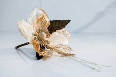 Beyaz arka planda izole edilmiş güzel bir dekoratif çiçek. Yüksek çözünürlük.