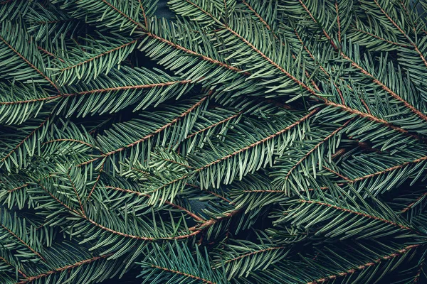 クリスマスツリーの枝の質感の背景 — ストック写真